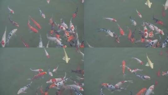 景观池中观赏鱼锦鲤高清在线视频素材下载