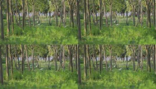 树林中的白鹭高清在线视频素材下载