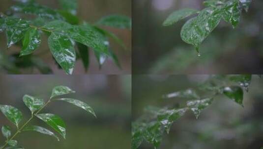 雨中树叶雨水雨滴空镜头高清在线视频素材下载