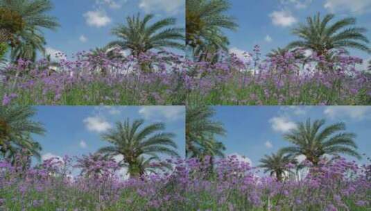 花卉公园马鞭草丛林秘境高清在线视频素材下载