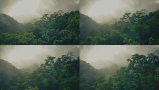 森林-航拍森林-大自然森林云雾-原始森林高清在线视频素材下载
