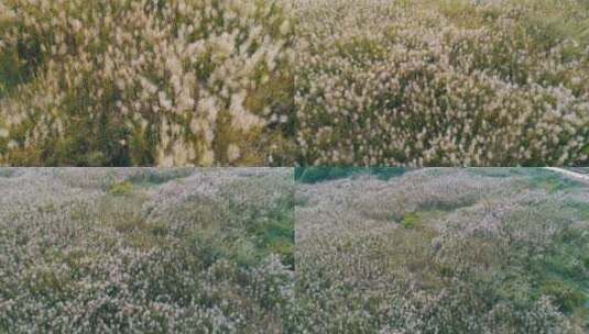 芦苇荡 芦苇丛 秋季 风景 山村高清在线视频素材下载