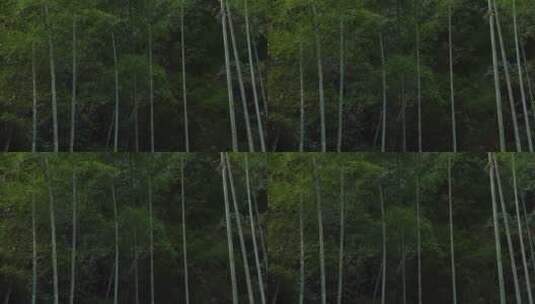 微风中的竹林高清在线视频素材下载