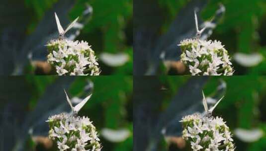 飞舞的蝴蝶高清在线视频素材下载