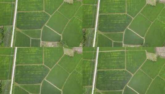 航拍绿色农田杂交水稻种植高清在线视频素材下载