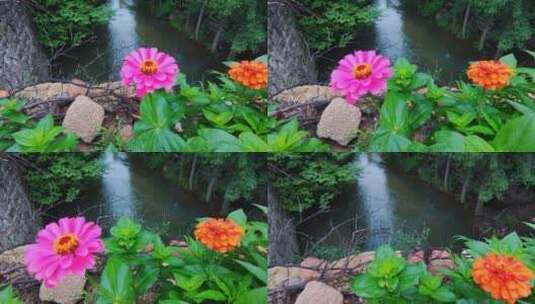 河岸鲜艳的野菊花与静静流淌的小河流向远方高清在线视频素材下载