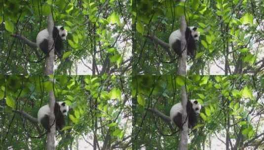 树上的熊猫高清在线视频素材下载