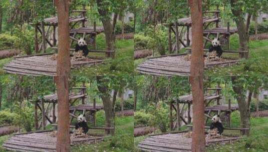 坐在木头上吃竹子的大熊猫高清在线视频素材下载