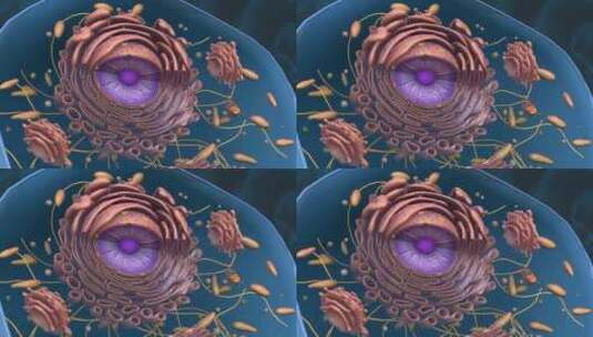 微观肝脏细胞肝组织细胞核3D三维动画高清在线视频素材下载