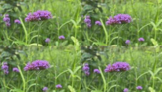 紫色唯美小清新花朵微距高清在线视频素材下载