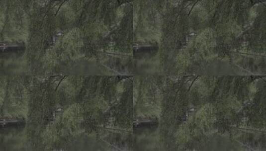 共青森林公园水塘高清在线视频素材下载
