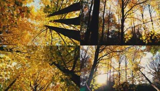 秋天金黄色的落叶随风飞舞高清在线视频素材下载