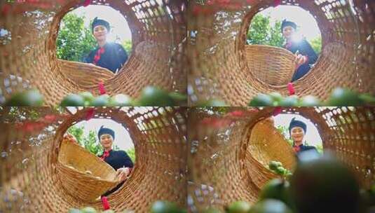 澳洲坚果 夏威夷果高清在线视频素材下载