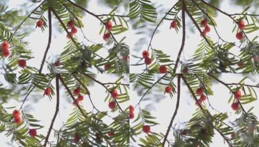 实拍冬日红豆杉高清在线视频素材下载