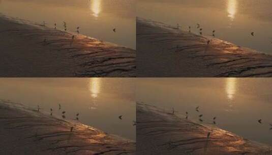 杭州钱塘江滩涂湿地候鸟白鹭夕阳高清在线视频素材下载