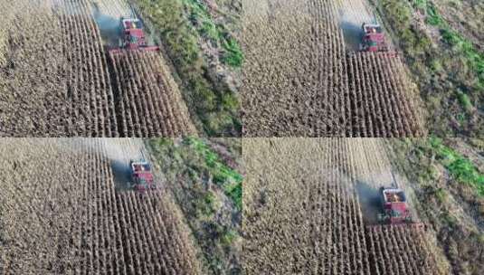 航拍机械化收割成熟农作物高清在线视频素材下载