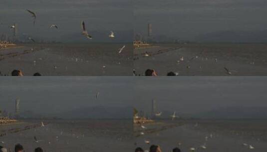 4K实拍深圳湾湿地公园海鸥候鸟栖息（升格）高清在线视频素材下载