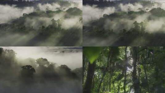 云南森林清晨晨雾程曦大自然植物高清在线视频素材下载