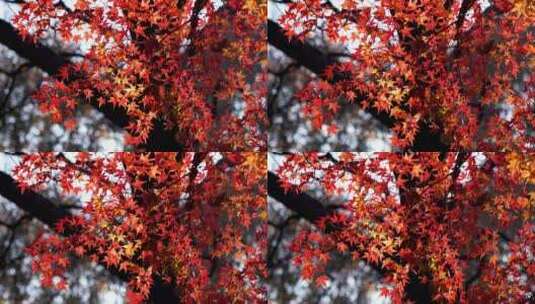 秋日逆光的红枫光影，南京中山植物园秋色高清在线视频素材下载
