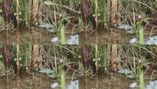 水鸡 湿地 湿地公园 公园 保护区高清在线视频素材下载