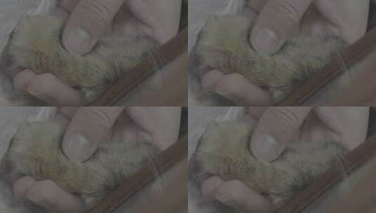 宠物医院里做检查的猫 猫爪高清在线视频素材下载