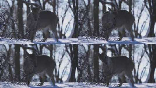 寒冷冬天野生动物梅花鹿在雪中吃食物奔跑高清在线视频素材下载