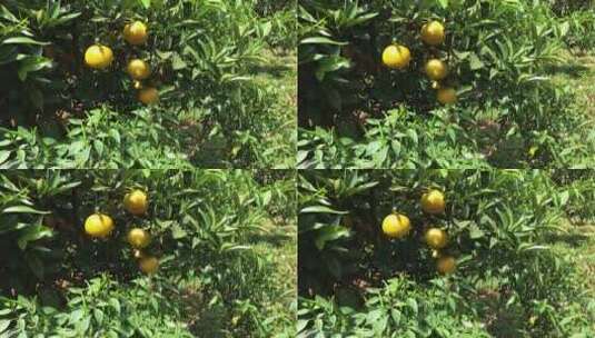 柑橘实拍视频高清在线视频素材下载