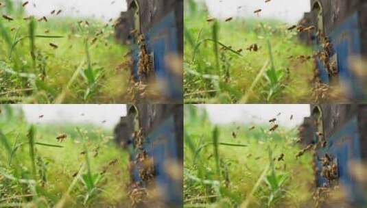春天草丛里蜜蜂成群飞舞特写慢镜头养蜂场高清在线视频素材下载