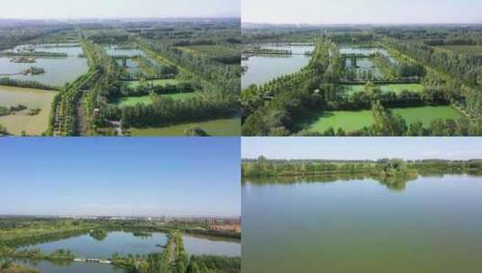 新疆阿克苏国家湿地公园高清在线视频素材下载