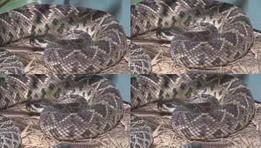 蟒蛇 蛇高清在线视频素材下载