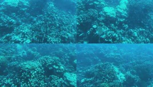 海底 潜水 海洋 海底世界高清在线视频素材下载