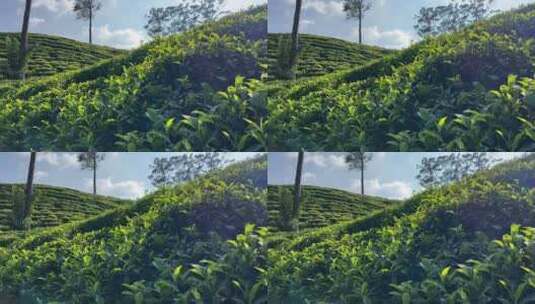 梯田生态绿茶种植园高清在线视频素材下载