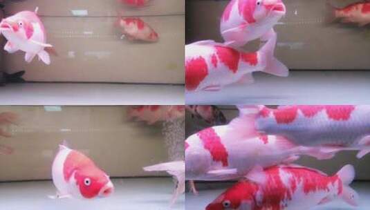 鱼缸里供人们观赏的红白相间的金鱼高清在线视频素材下载