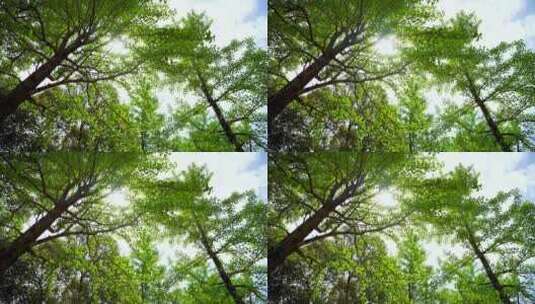 春天银杏森林的逆光光影和光束高清在线视频素材下载
