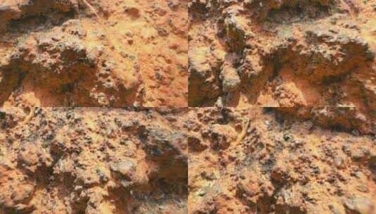 石头上的蚂蚁高清在线视频素材下载