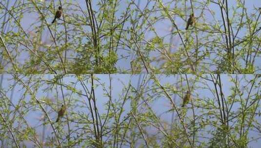 4K春天嫩绿的树枝小鸟落上枝头实拍高清在线视频素材下载