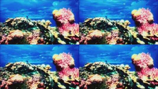 珊瑚和其他海洋生物的水下景观高清在线视频素材下载