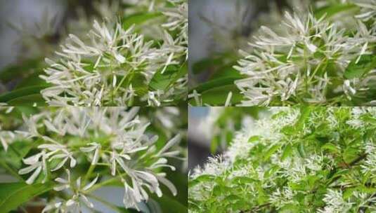 流苏花开 开花 树木 流苏树 流苏花高清在线视频素材下载