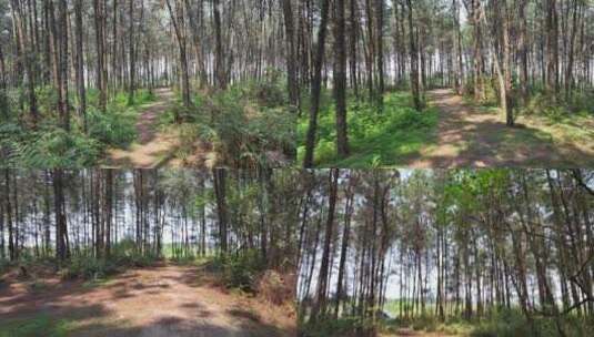 自然森林推进镜头高清在线视频素材下载
