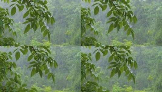 雨中的树叶下雨天核桃树高清在线视频素材下载