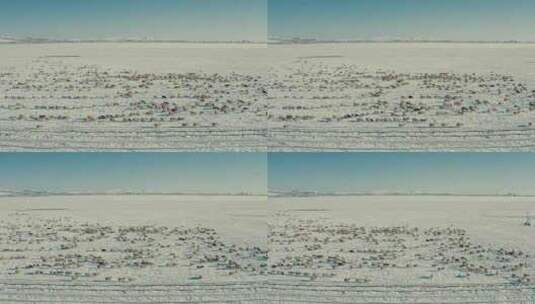 航拍牧民在雪中的草原上放羊整齐排列的羊群高清在线视频素材下载