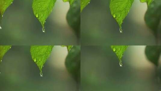 （慢镜）下雨天水珠从绿叶写滑落微距特写高清在线视频素材下载