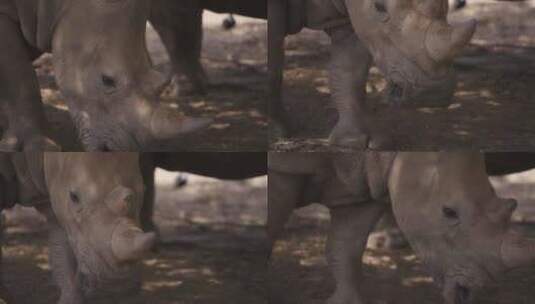 白犀牛在阴影中行走高清在线视频素材下载