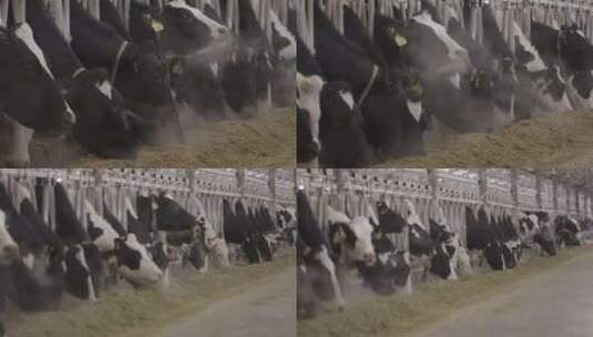牧场奶牛吃干草饲料高清在线视频素材下载