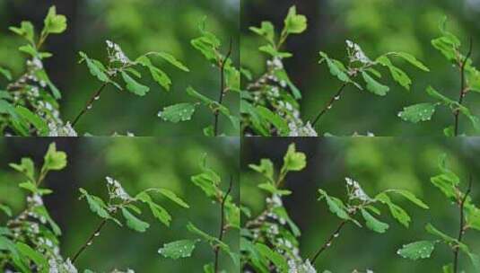 夏季下雨天山林植物树叶水珠特写高清在线视频素材下载