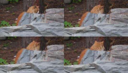 草丛公园里的流浪猫野猫流浪动物高清在线视频素材下载