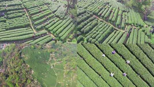 【合集】杭州翁家山春天茶园茶农采茶航拍高清在线视频素材下载