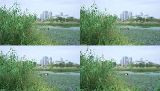 武汉江夏区黄家湖湿地公园高清在线视频素材下载