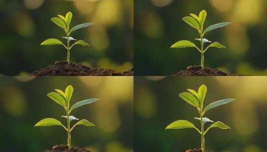 一颗绿芽树苗破土而出象征希望和生机高清在线视频素材下载