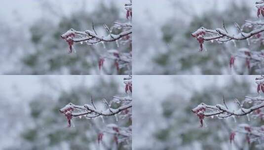 武汉江汉区菱角湖公园雪景高清在线视频素材下载